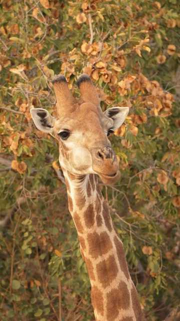 Dobro jutro, želimo vam sretnu i opuštenu srijedu, baš kao što je ova žirafa! 🦒😂
@rowan_poortier 
#goodmorning #punkuferhr