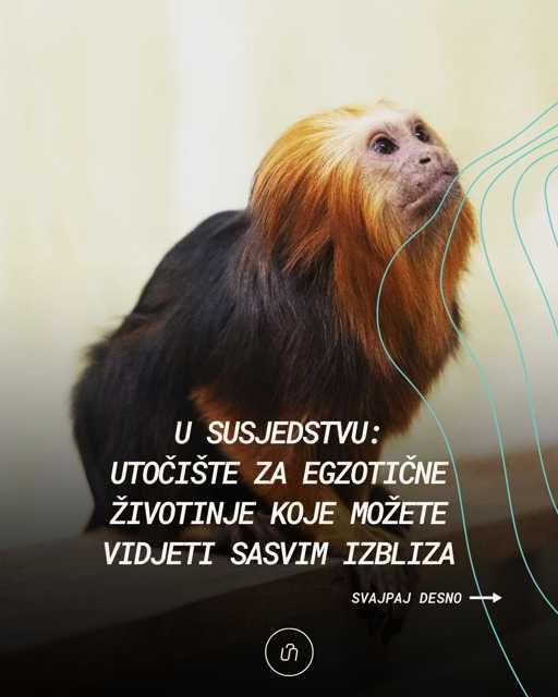 U Tropskoj kući možete prošetati kroz pet svjetskih ekosustava: afričku savanu, azijsku šumu, pustinju Arizona, amazonsku prašumu i kutak za euroazijske divlje životinje i kućne ljubimce. Životinje možete vidjeti sasvim izbliza, a neke će vam se možda i pridružiti u šetnji. 👣 
@tropska.hisa
🔗Više pronađite putem linka u opisu profila. 

#travel #animals #punkuferhr