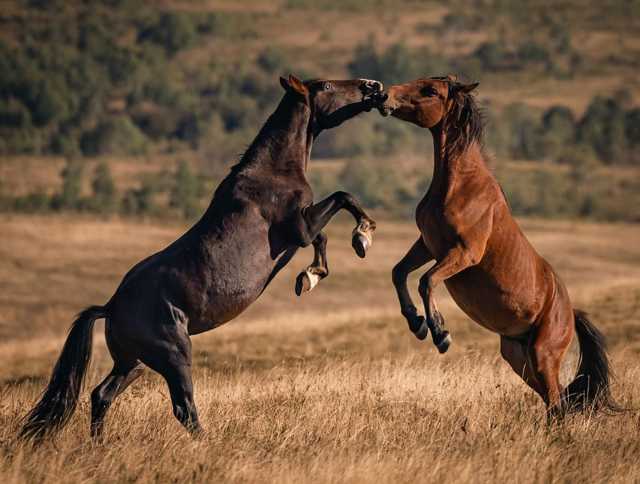 ❤ @_goropro_
#horses #punkuferhr