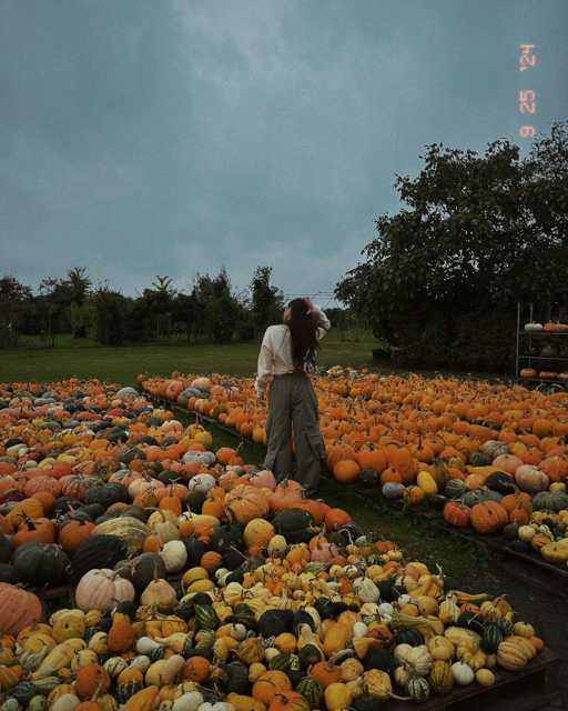 Jesen donosi zlatne boje i - puno bundeva! 🎃
@zorannah 

#fall #zadovoljnahr